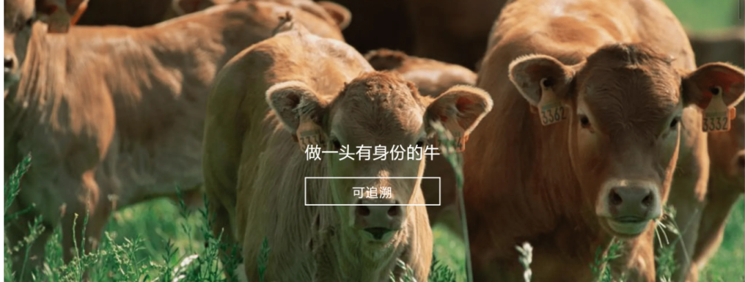 2UP.IO官方(中国)总部参与制定《牛肉追溯技术规程》国家标准 助力牛肉产品“从产地到餐桌”追溯管理上行快车道